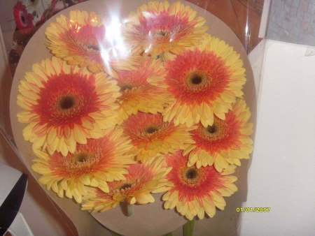 GERBERA RZN