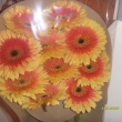 GERBERA RZN